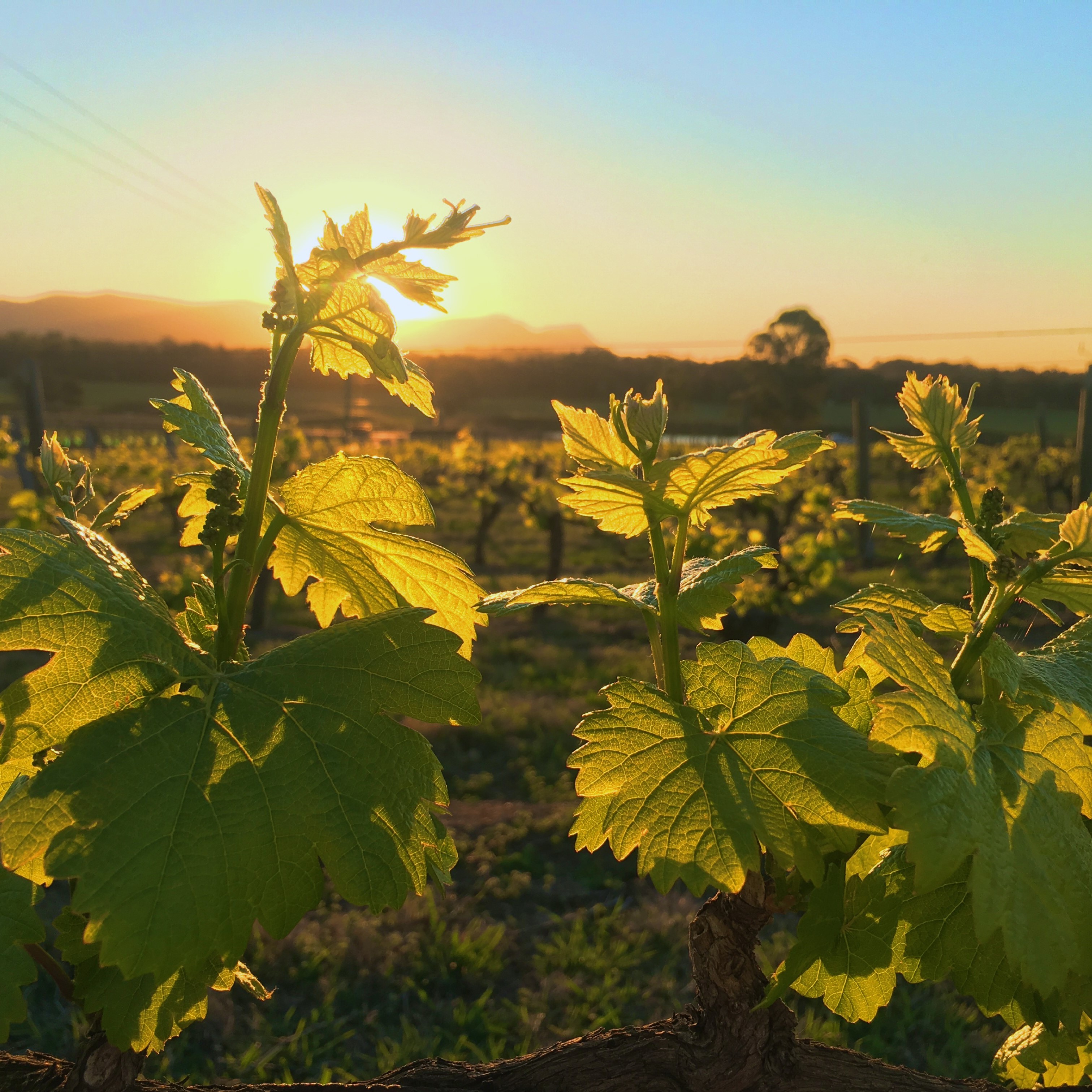 Vineyards